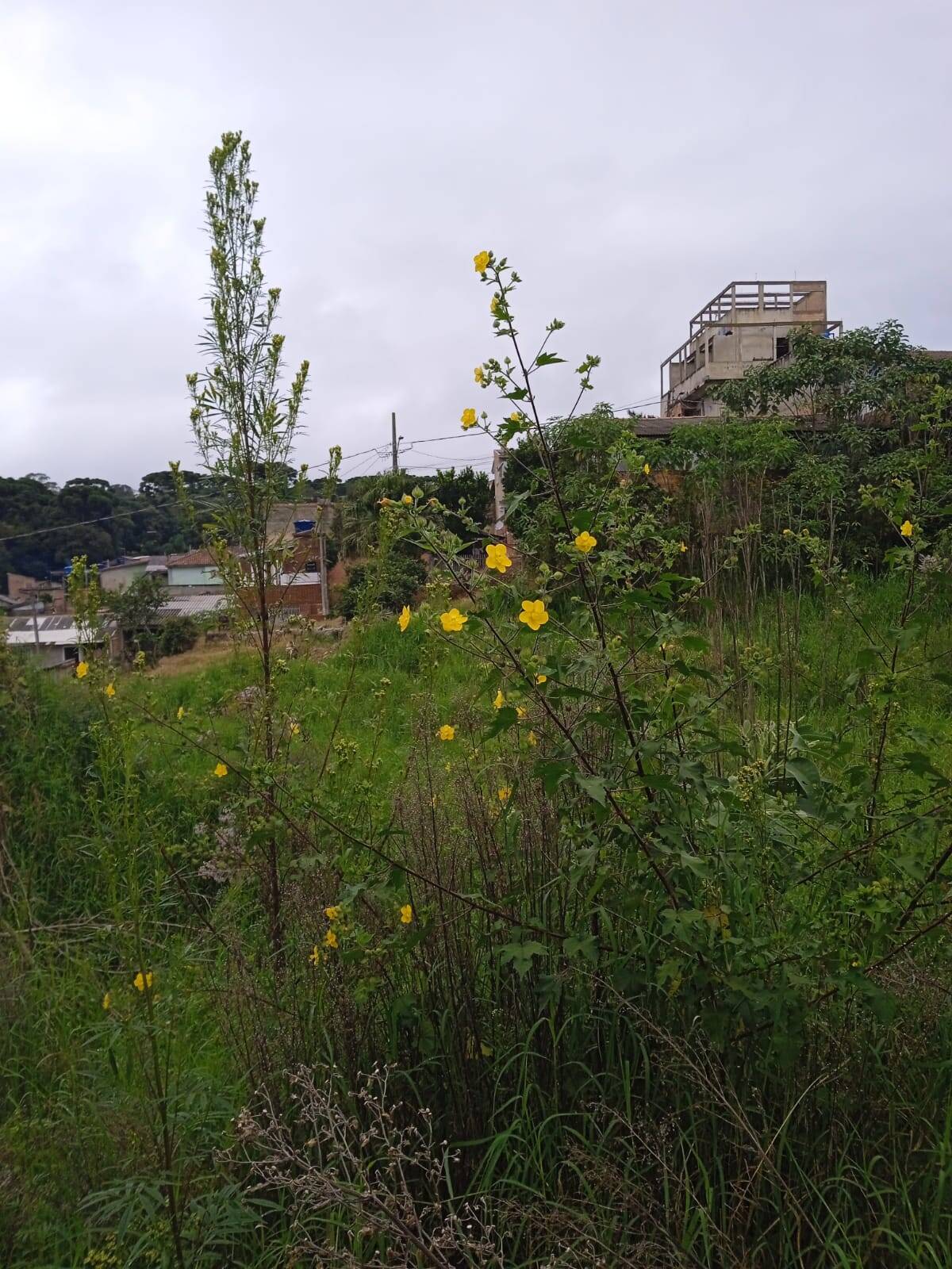 Terreno, 4379 m² - Foto 6