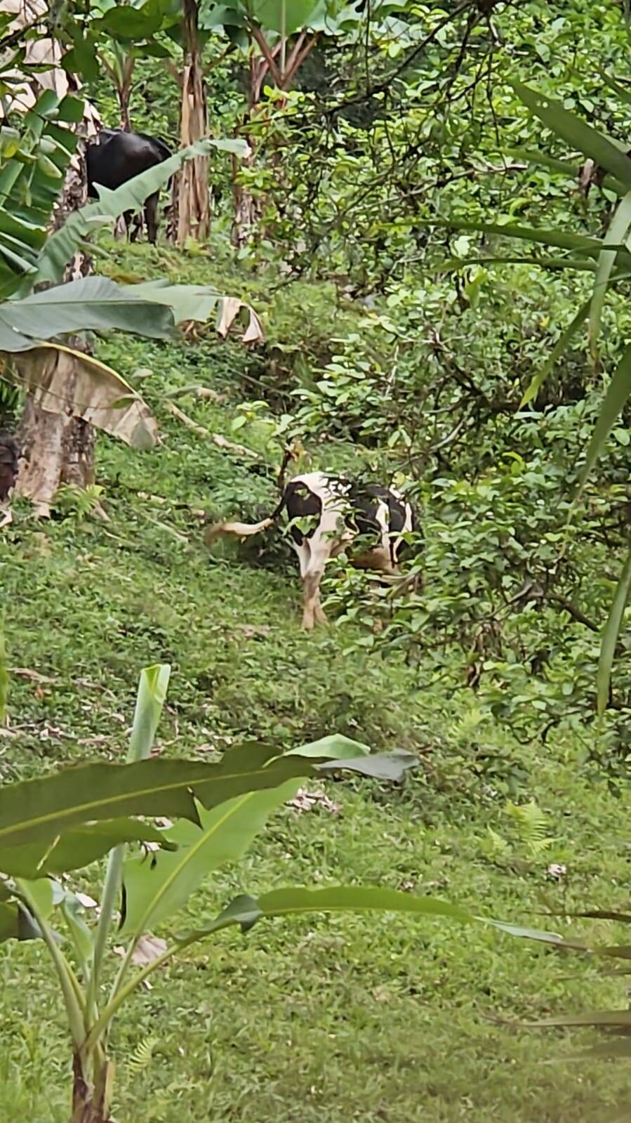 Sítio, 3 quartos, 10 hectares - Foto 19