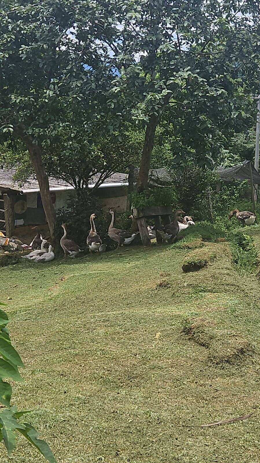 Sítio, 3 quartos, 10 hectares - Foto 20