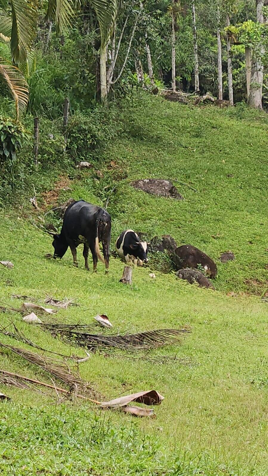 Sítio, 3 quartos, 10 hectares - Foto 22