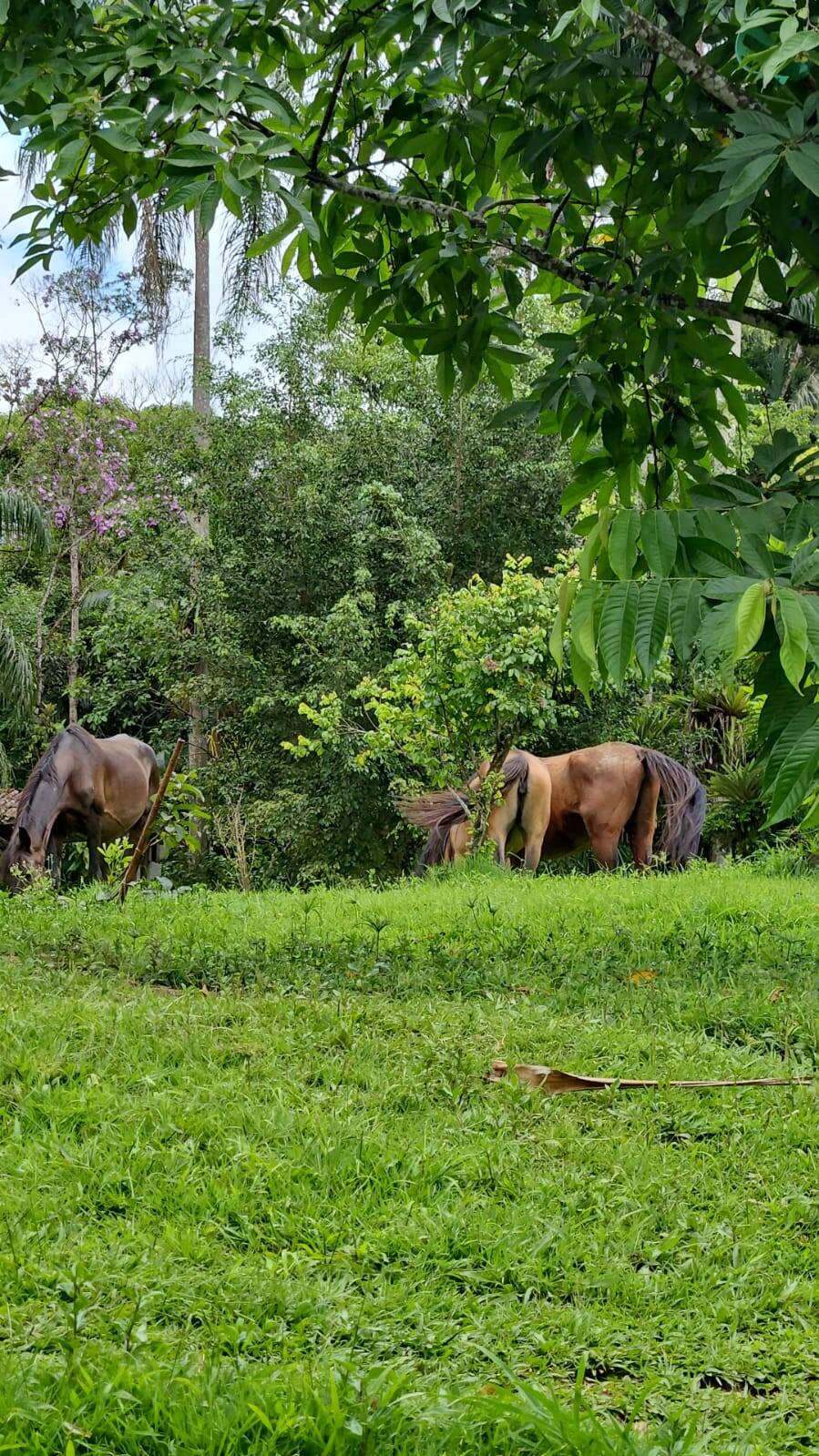 Sítio, 3 quartos, 10 hectares - Foto 21